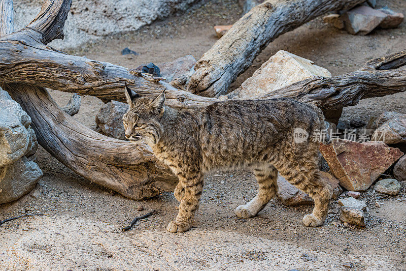 山猫(Lynx rufus)，也被称为红山猫，是一种中型猫，原产于北美。索诺兰沙漠，亚利桑那州。